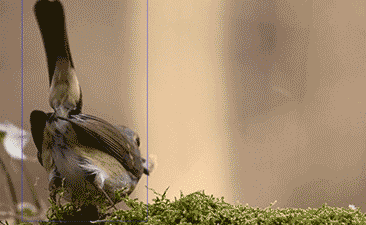 컴퓨터 비전 응용 실습 프로젝트 gif